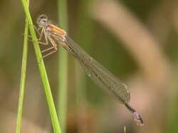 Dragonfly Stock Footage