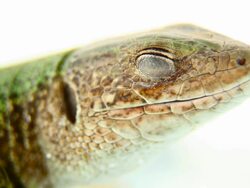 Sleepy Lizard - macro, HD Stock Footage