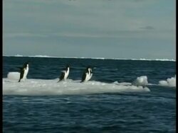WA Penguin waddles across ice, dives into water, edited sequence, Antarctica Stock Footage
