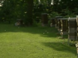 Honey bees (Apis sp.) flying in foreground, hives in background Stock Footage