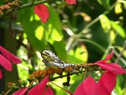 Butterfly Closeup Stock Footage
