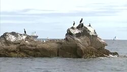 Wildlife and scenery off the coast of Falmouth News Clip