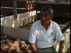 The story of the world's most lonesome tortoise Instructional Video