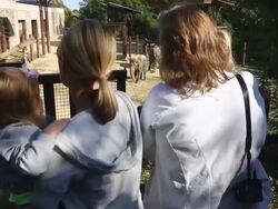 Smithsonian National Zoo Re-Opens After Government Shutdown Stock Footage