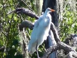 White Egret Ardea alba in tree on windy day HD Stock Footage