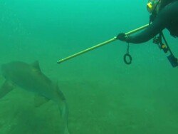 Scientist diver tags shark, angle from above. North Carolina, Atlantic Ocean  Stock Footage