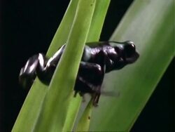 Poison Dart Frog, CU frog in leaves, jumps.  Panama. Stock Footage