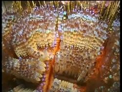 BCU High angle, Appendages of colourful toxic sea urchin waving, Malaysia Stock Footage