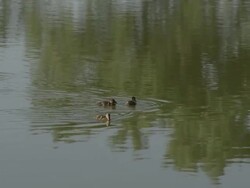 Slow motion view of 3 ducklings swimming in a pond. Stock Footage