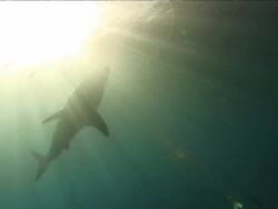Low Angle static - Sunlight streams through the ocean as a great white shark swims among small fish. Stock Footage