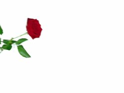 Giving A Red Rose Stock Footage