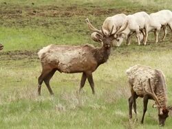 MS Shot of Rams and elk grazing at pond / Estes Park, Colorado, United States Stock Footage