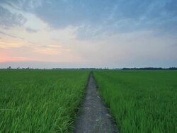 Rice sunset farm Stock Footage