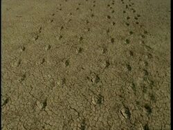 MS tilt up, Animal Tracks in desert, Gujarat, India Stock Footage