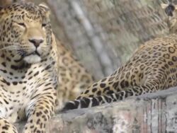 Lepoard family Stock Footage