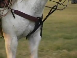 White Horse Slow Gait and Haunches Stock Footage