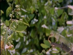 Flapnecked chameleon, Chamealeo dilepis, on branch snatching Cricket with tongue, side view, Botswana, Africa Stock Footage