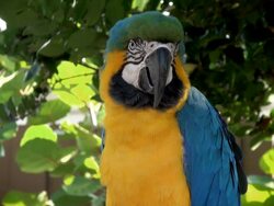 Macaw Blue Golded Stock Footage