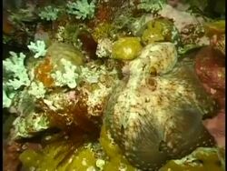 MCU Octopus swimming through coral reef, Changing colour to blend in with the coral Stock Footage
