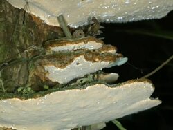 Bracket fungus releasing spores at night Stock Footage