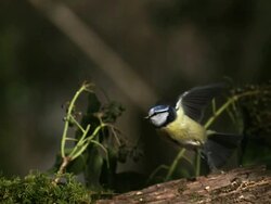 MS SLO MO Blue tit (parus caeruleus) taking off from Branch of tree / Vieux Pont, Normandy, France Stock Footage