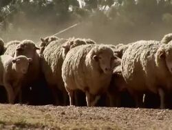 MS Herd of sheep walking on farm in Malmesbury / Western Cape, South Africa Stock Footage