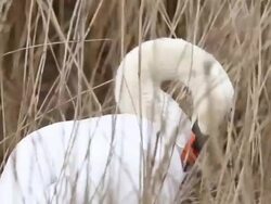 Bird Life At Elmley Marshes Stock Footage