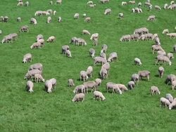 HD Sheep Flock Grazing on Pature (Panning) Stock Footage