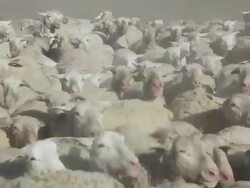 MS TS Sheep herd running towards with crowd blowing dust / Maricopa, California, United States Stock Footage