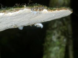 Bracket fungus releasing spores at night Stock Footage