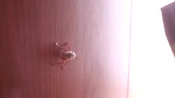 Cockroache Stock Footage