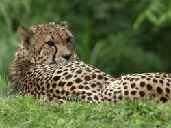 Cheetah Stock Footage