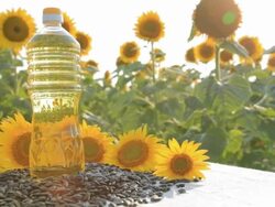 HD Sunflower oil Stock Footage