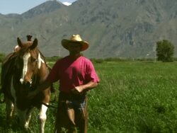 Slow handheld shot of a cowboy guiding his horse on the meadow Stock Footage