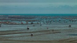 Time lapse: Oyster farm beds in the sea Stock Footage