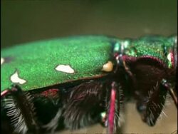 Green Tiger Beetle (Cicindela campestris) ECU, Feeding, England Stock Footage