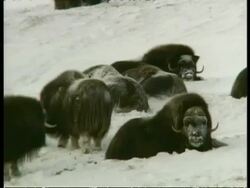 MS Musk Ox, Ovibos moschatus, herd in snow, Arctic Circle Stock Footage