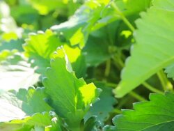 Strawberry fields Stock Footage