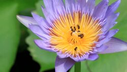 Water lily with bees Stock Footage