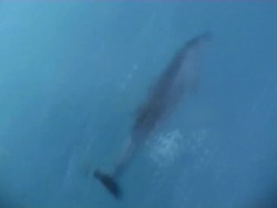 Dolphins Stock Footage