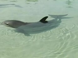 Close Up Shot Dolphin Dubai United Arab Emirates Stock Footage