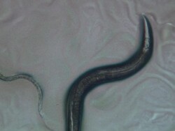 Caenorhabditis elegans feeding on a lawn of bacteria ( Escherischia coli OP50). The surface of the bacterial suspension is churned up by numerous trails of worms crisscrossing the agar plate. Stock Footage