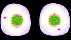 Cell Reproduction Cytokinesis: Division of the Cytoplasm Instructional Video