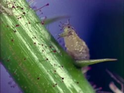 MCU Syrphid larva feeding on Greenfly, England Stock Footage