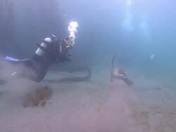 Divers and playful California sea lion (Zalophus californianus)  Stock Footage