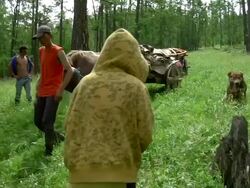 MS PAN Nomads moving camp through forest area / Central-south Mongolia, Mongolia Stock Footage