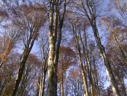 Italy, the forest of Cansiglio, beech forest Stock Footage