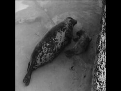 CAN 021BABY SEAL BORN IN CAPTIVITY Instructional Video