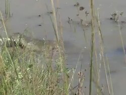Crocodile eating Stock Footage