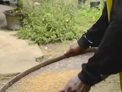 Winnow Rice on Woven Tray to Remove Chaff Stock Footage